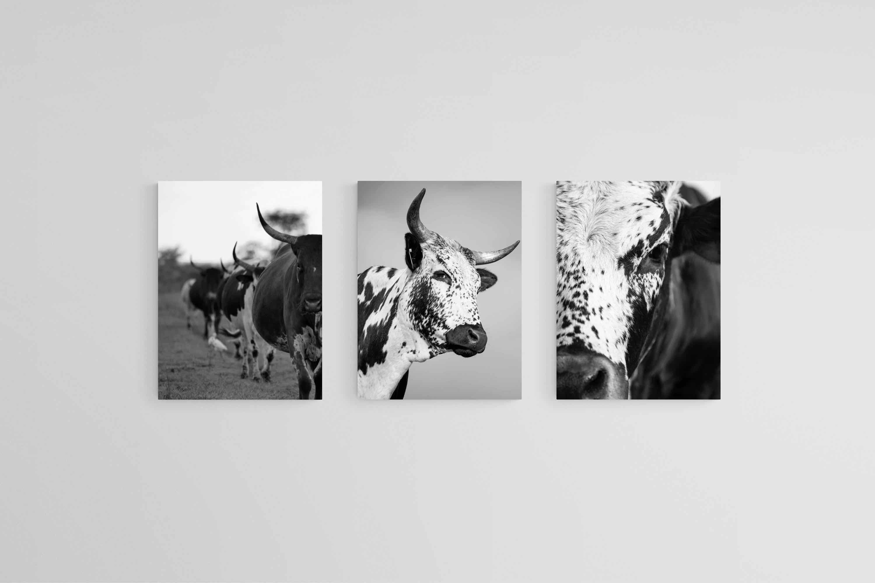 Nguni Black & White Set-Wall_Art-45 x 60cm (x3)-Mounted Canvas-No Frame-Pixalot