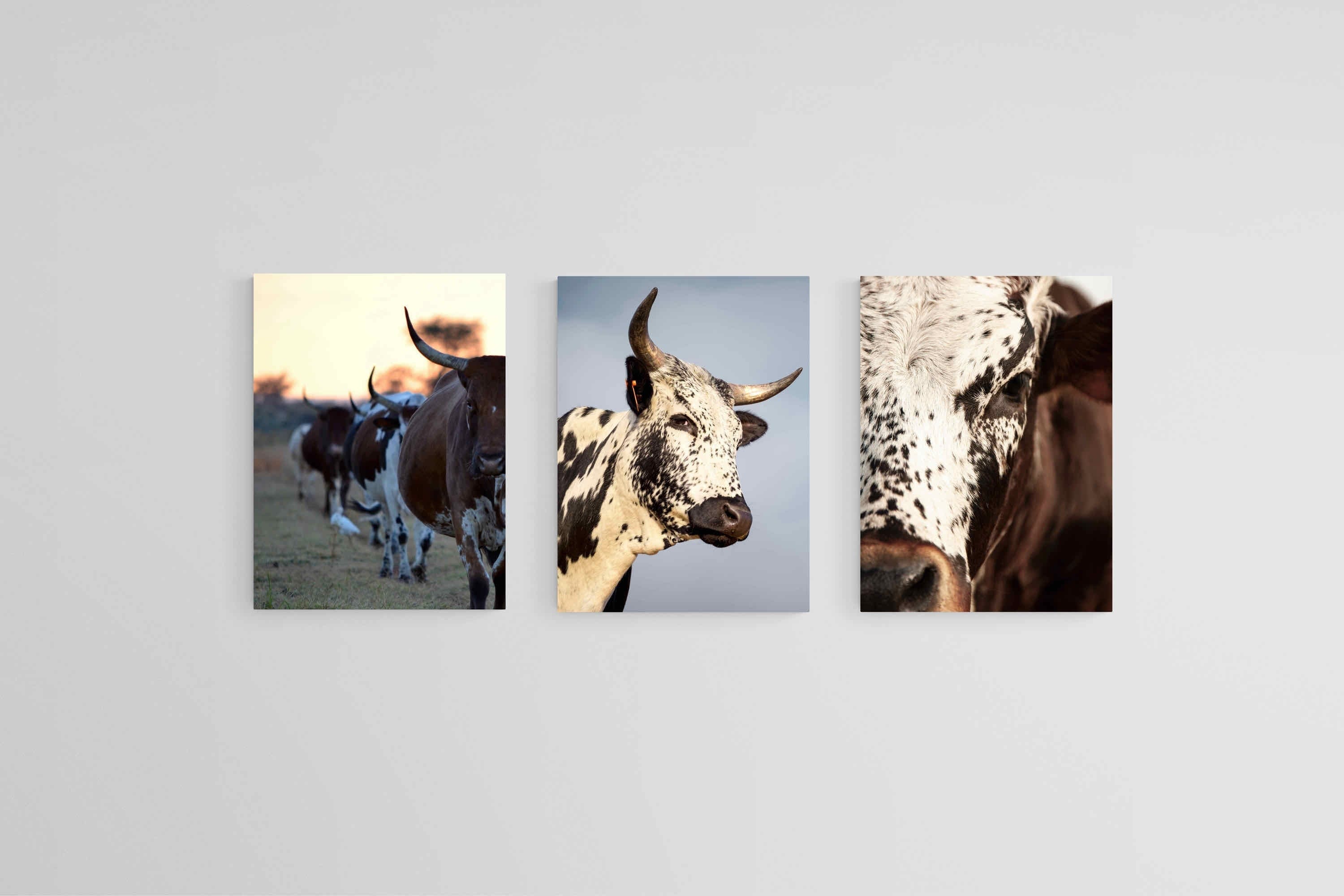 Nguni Set-Wall_Art-45 x 60cm (x3)-Mounted Canvas-No Frame-Pixalot