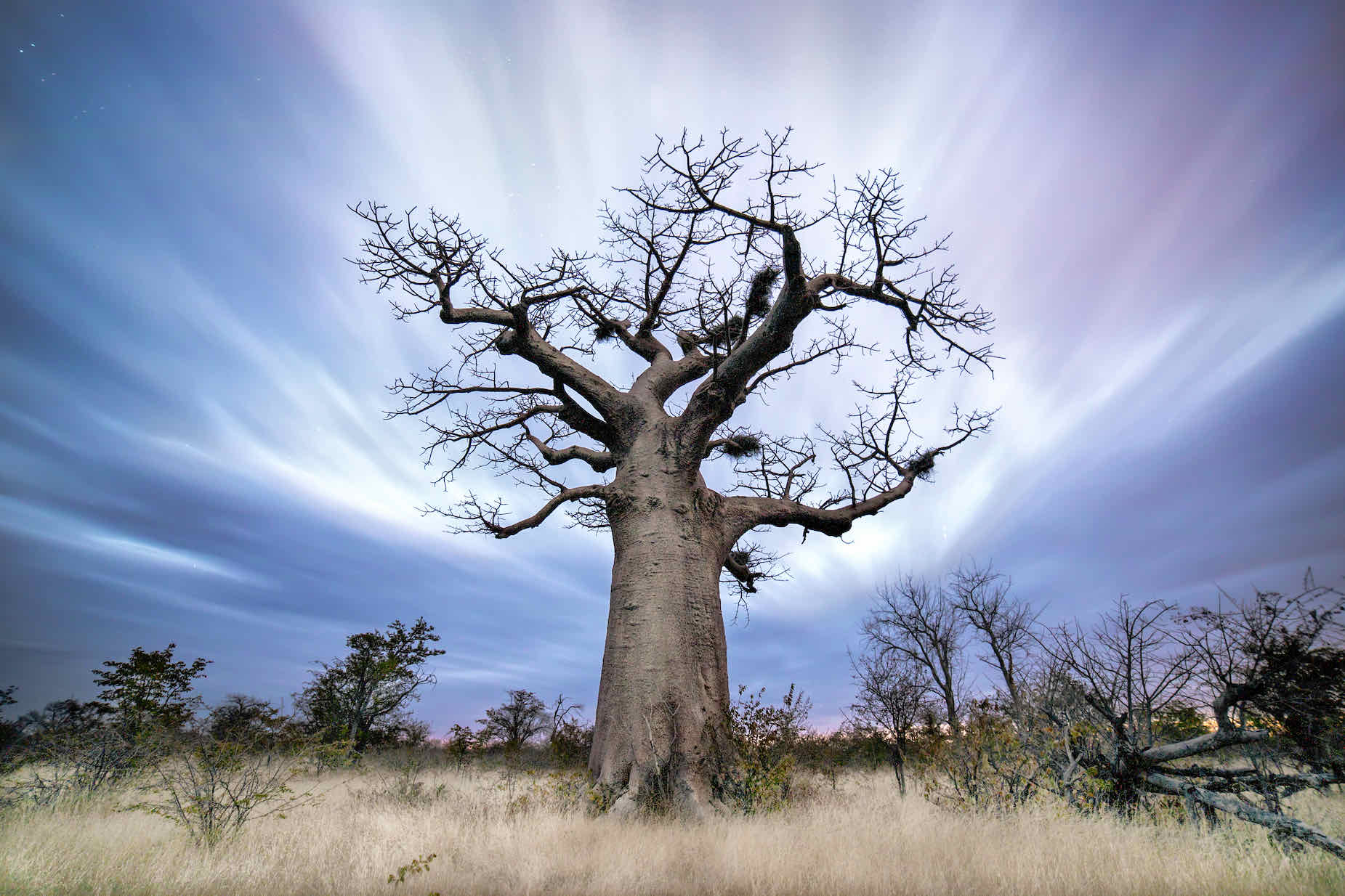 Night Sky Baobab-Wall_Art-Pixalot