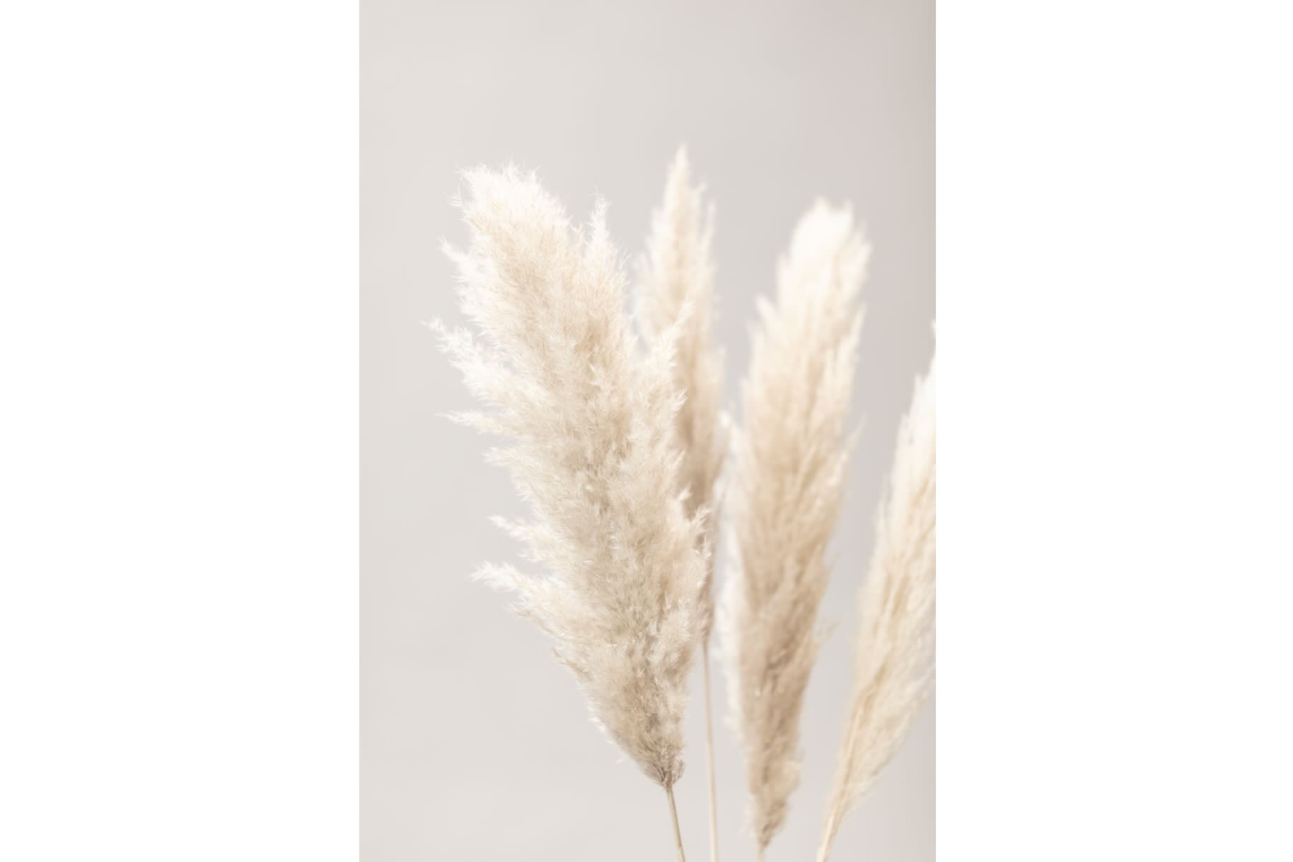 Pampas Quartet-Wall_Art-Pixalot