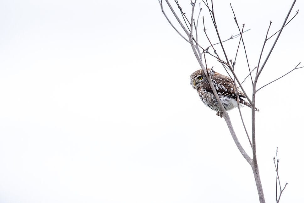 Pearl-Spotted Owlet-Wall_Art-Pixalot