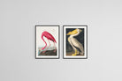Pelican & Flamingo Illustration Set-Wall_Art-45 x 60cm (x2)-Mounted Canvas-Black-Pixalot