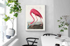 Pixalot Pink Flamingo (Birds of America 1827)