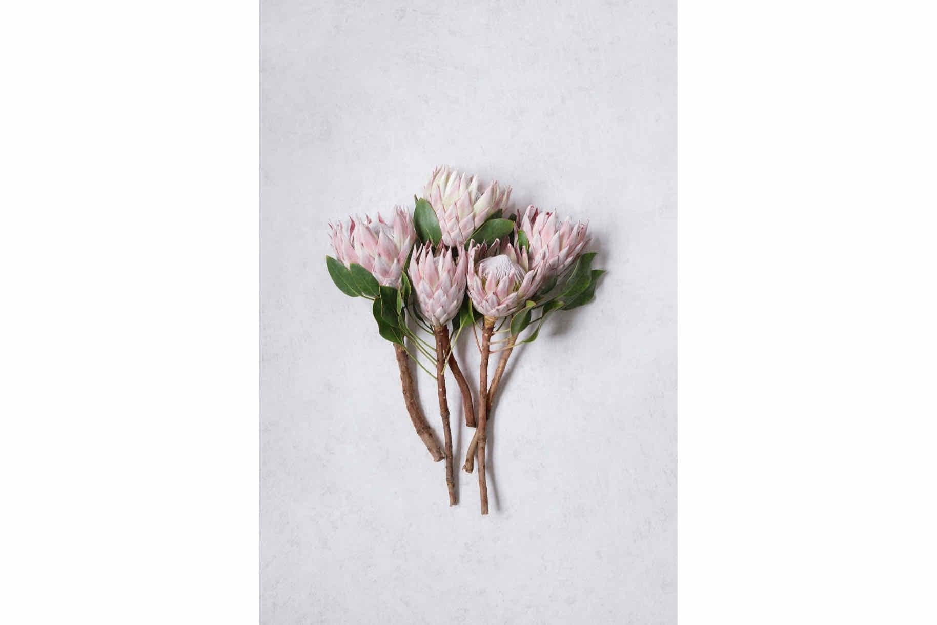 Pink King Protea Bunch-Wall_Art-Pixalot