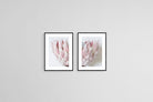 Pink King Protea Set-Wall_Art-45 x 60cm (x2)-Framed Print-Black-Pixalot