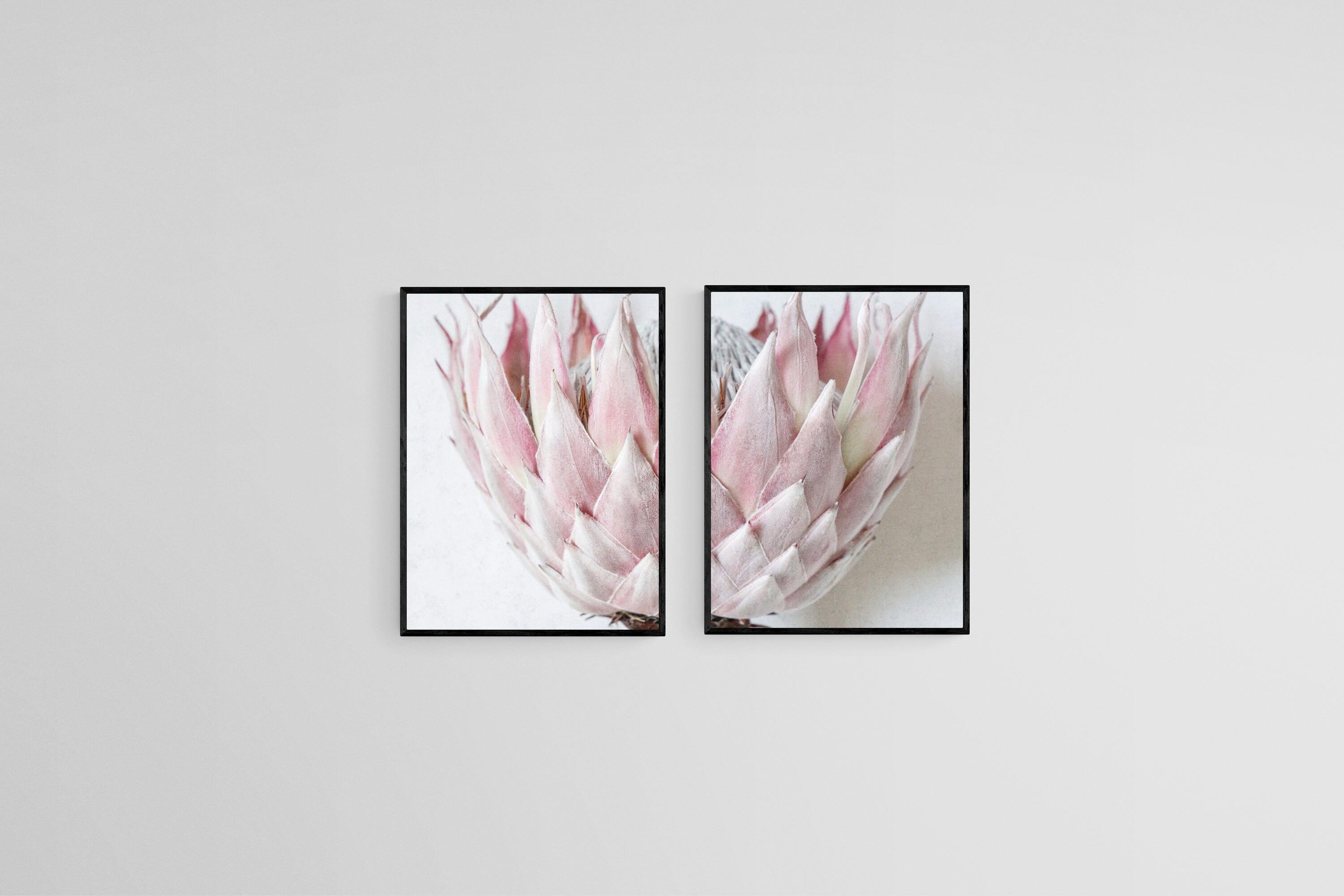 Pink King Protea Set-Wall_Art-45 x 60cm (x2)-Mounted Canvas-Black-Pixalot