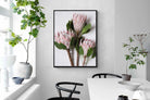 Pixalot Pink King Protea Trio