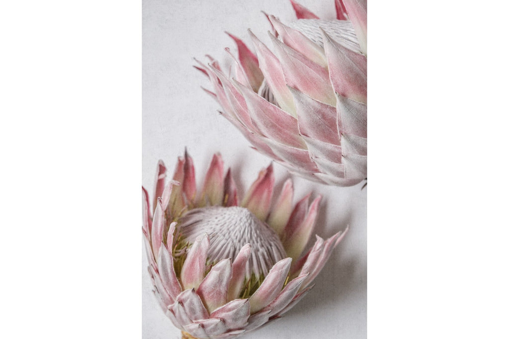 Pink Protea Pair-Wall_Art-Pixalot