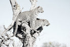 Poised Leopards-Wall_Art-Pixalot