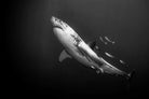 Predator of the Deep-Wall_Art-Pixalot