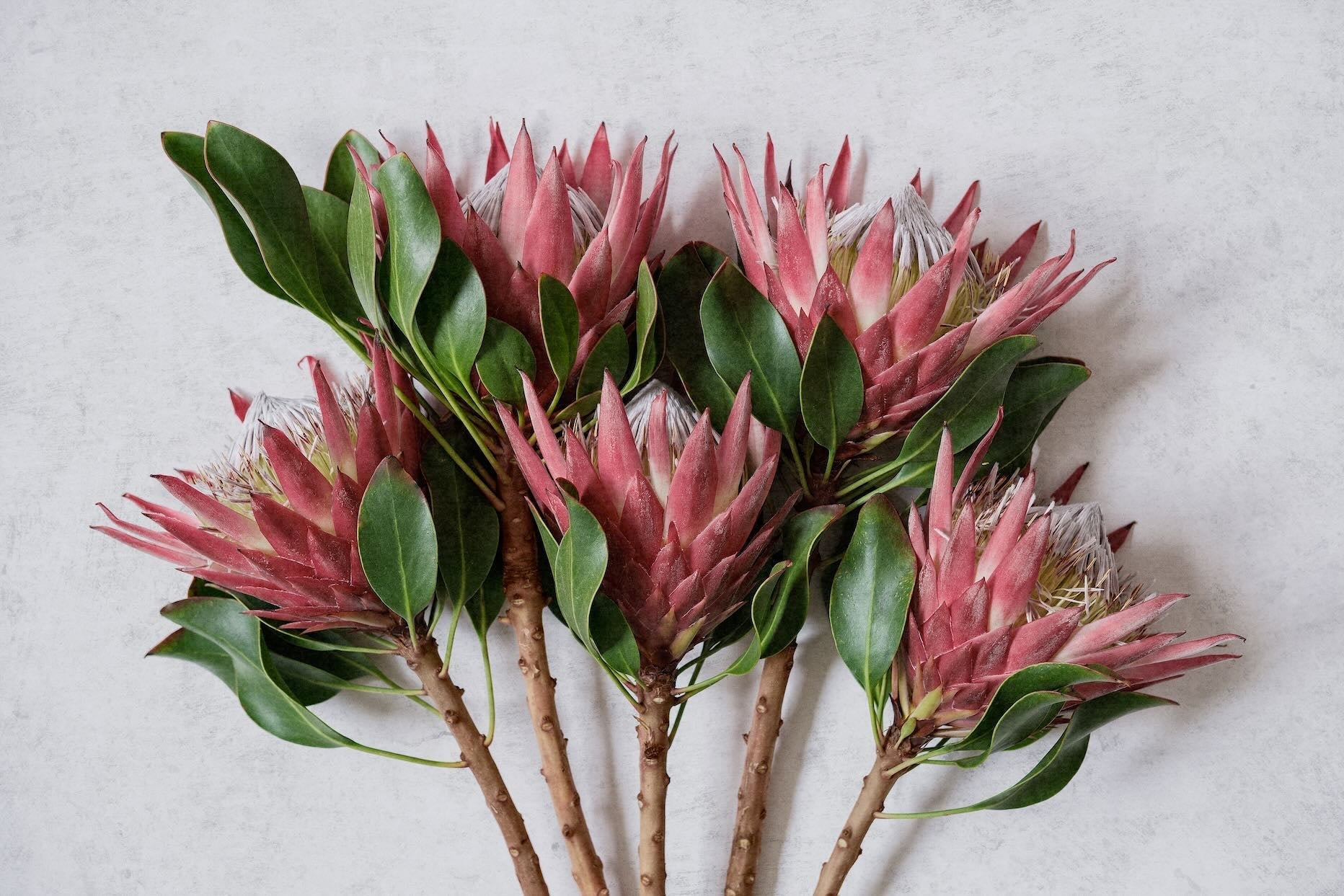 Red Protea Bunch-Wall_Art-Pixalot