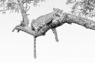 Resting Leopard-Wall_Art-Pixalot