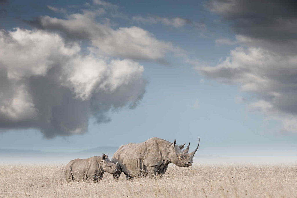 Rhino Mother & Calf-Wall_Art-Pixalot