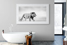Roaming Lion-Wall_Art-180 x 110cm-Framed Print-White-Pixalot