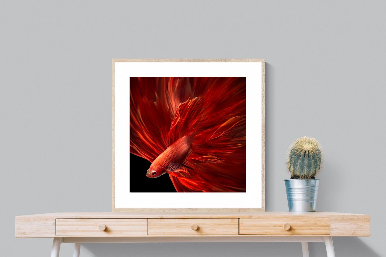 Pixalot Siamese Fighting Fish