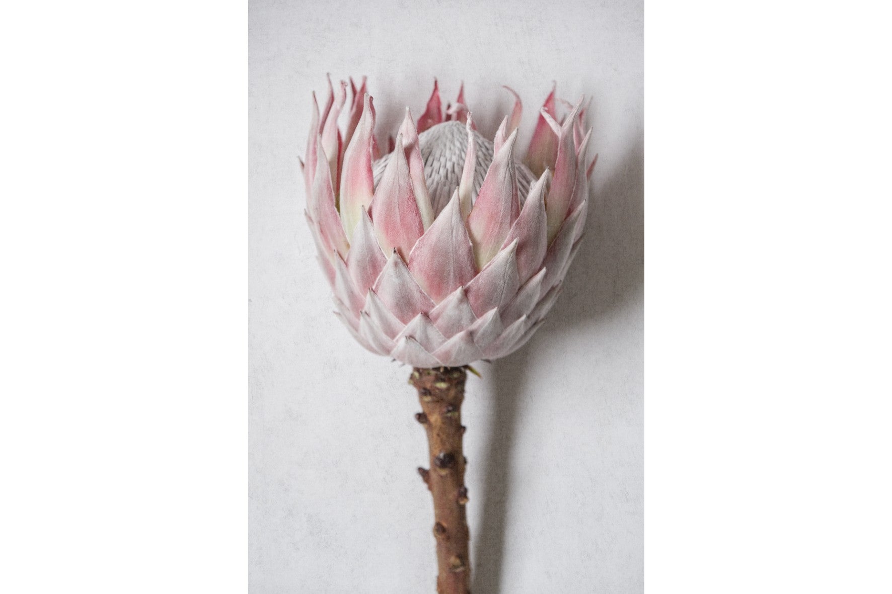 Single Pink King Protea-Wall_Art-Pixalot