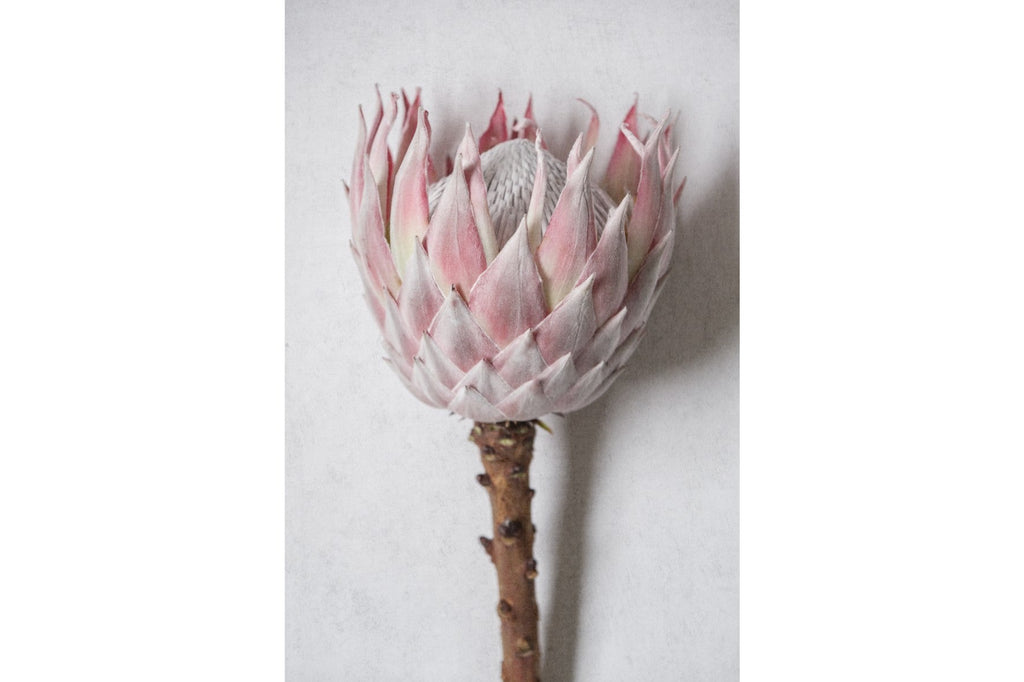 Single Pink King Protea-Wall_Art-Pixalot