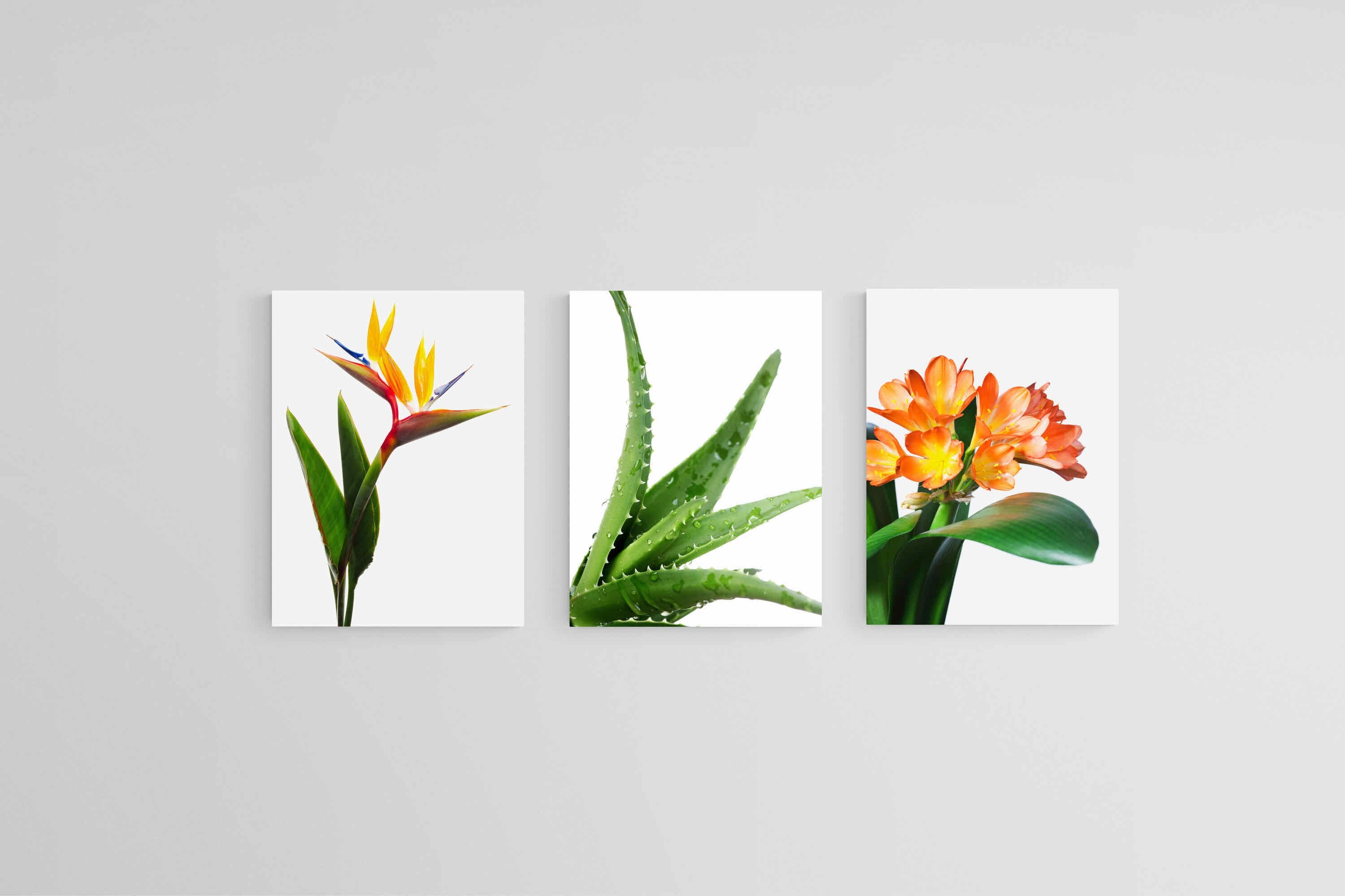 Strelitzia Set-Wall_Art-45 x 60cm (x3)-Mounted Canvas-No Frame-Pixalot