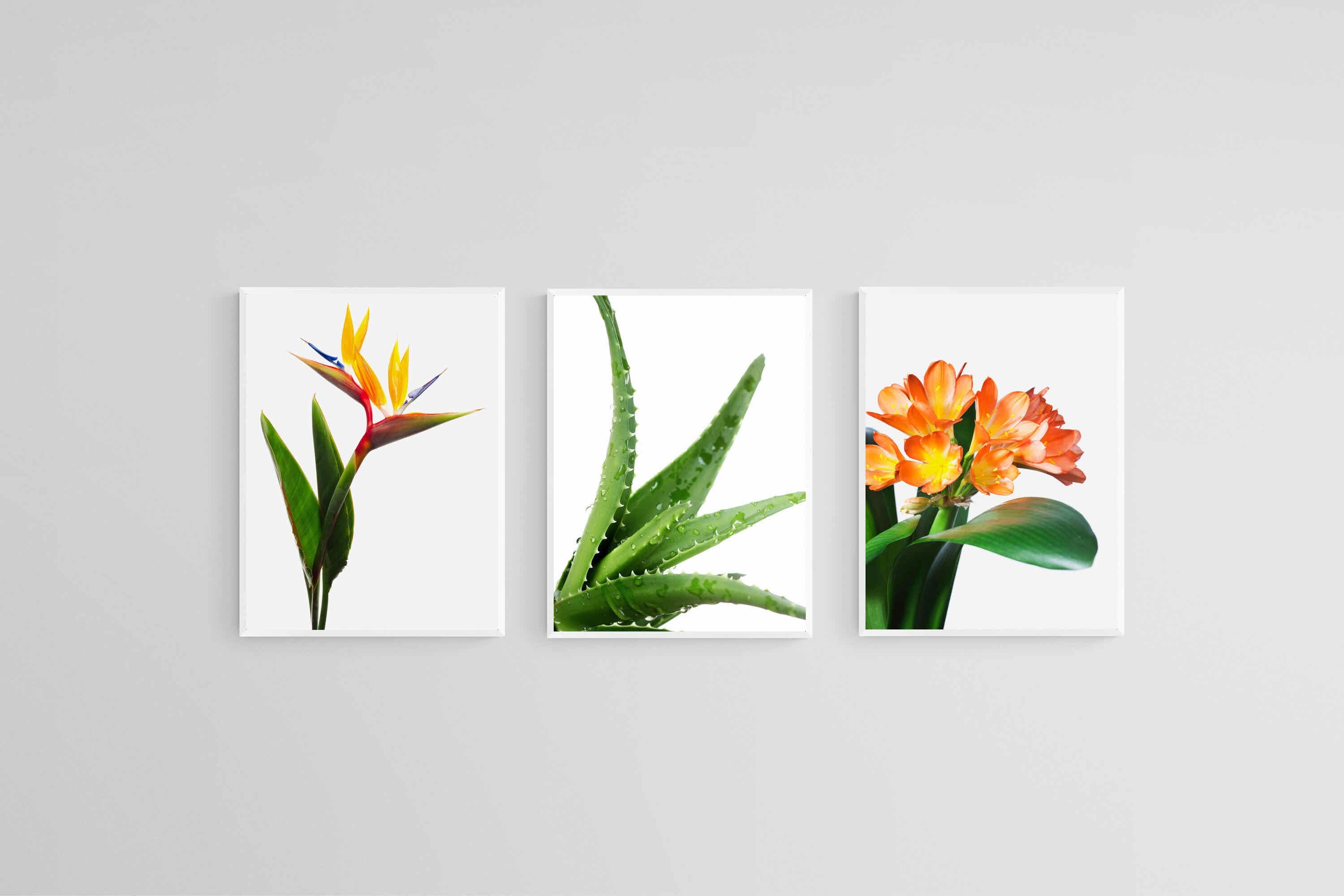 Strelitzia Set-Wall_Art-45 x 60cm (x3)-Mounted Canvas-White-Pixalot