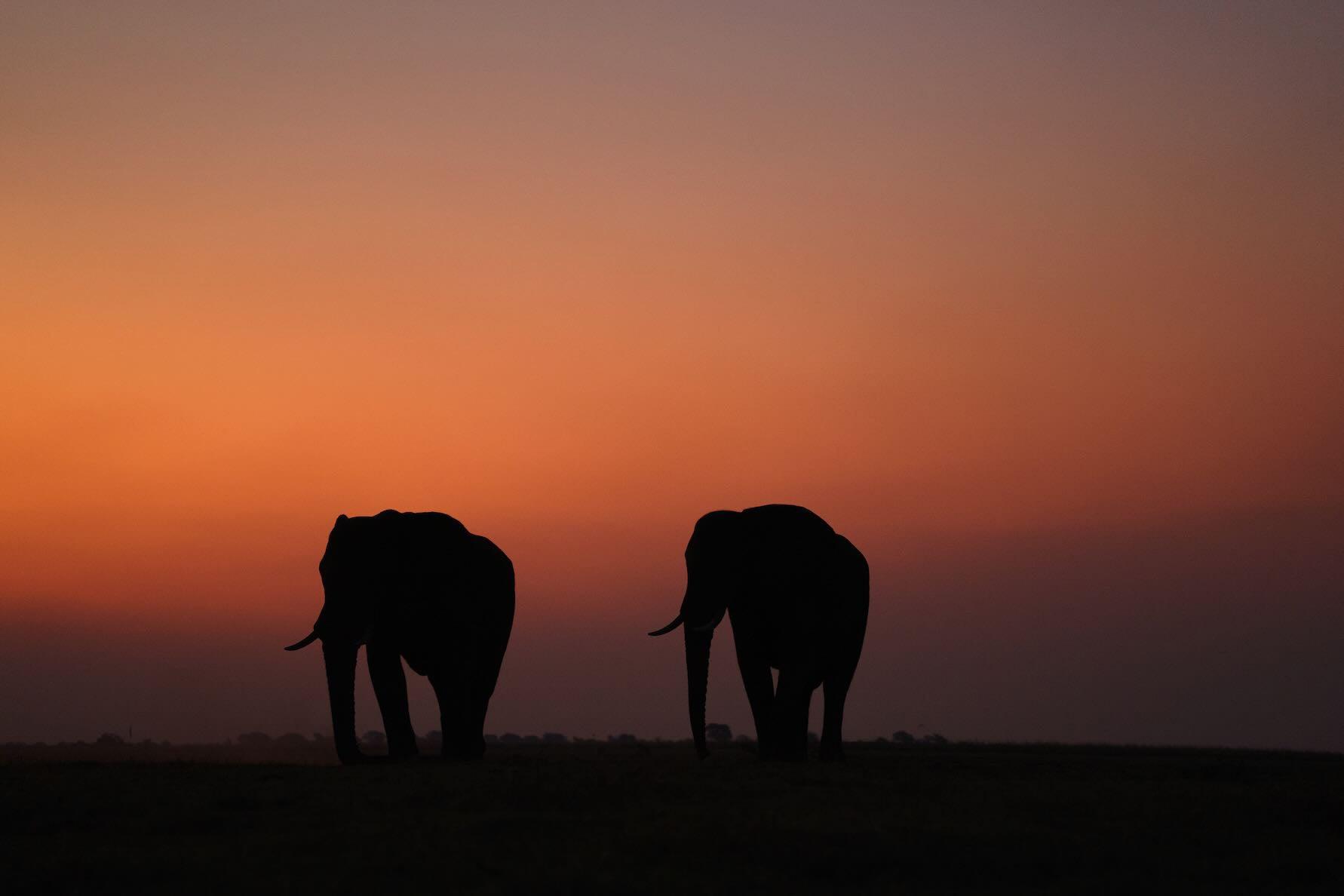 Sunset Tuskers-Wall_Art-Pixalot