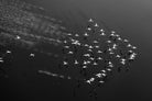 Take Flight-Wall_Art-Pixalot