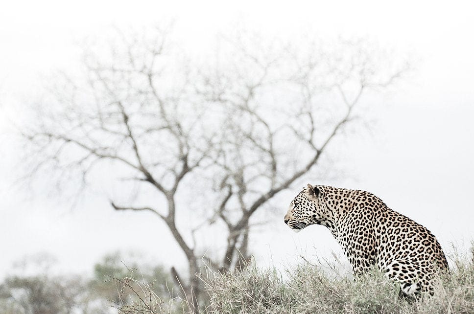 Thoughtful Leopard-Wall_Art-Pixalot