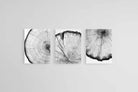 Tree Rings Set-Wall_Art-45 x 60cm (x3)-Mounted Canvas-No Frame-Pixalot