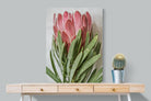 Pixalot Venus Protea