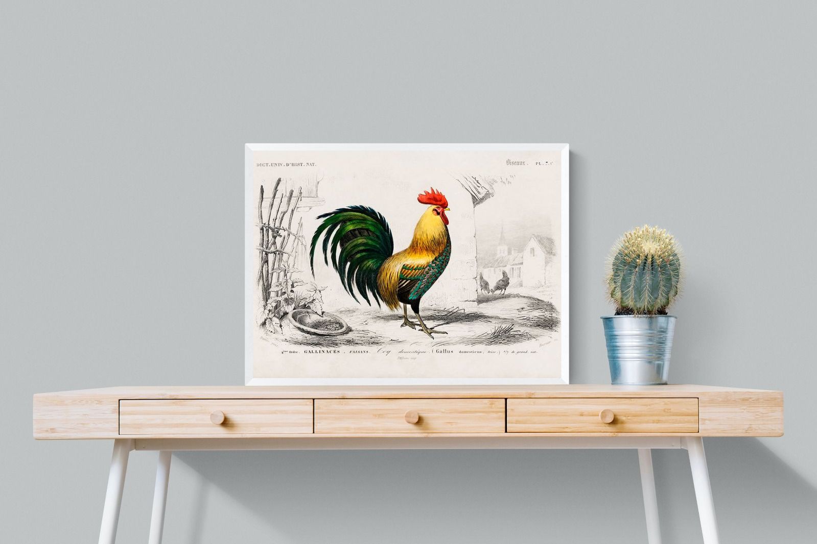 Pixalot Vintage Cockerel Illustration