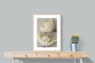 Pixalot White King Protea Pair