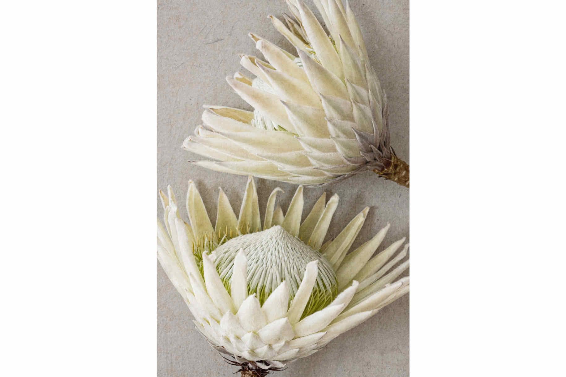 White King Protea Pair-Wall_Art-Pixalot