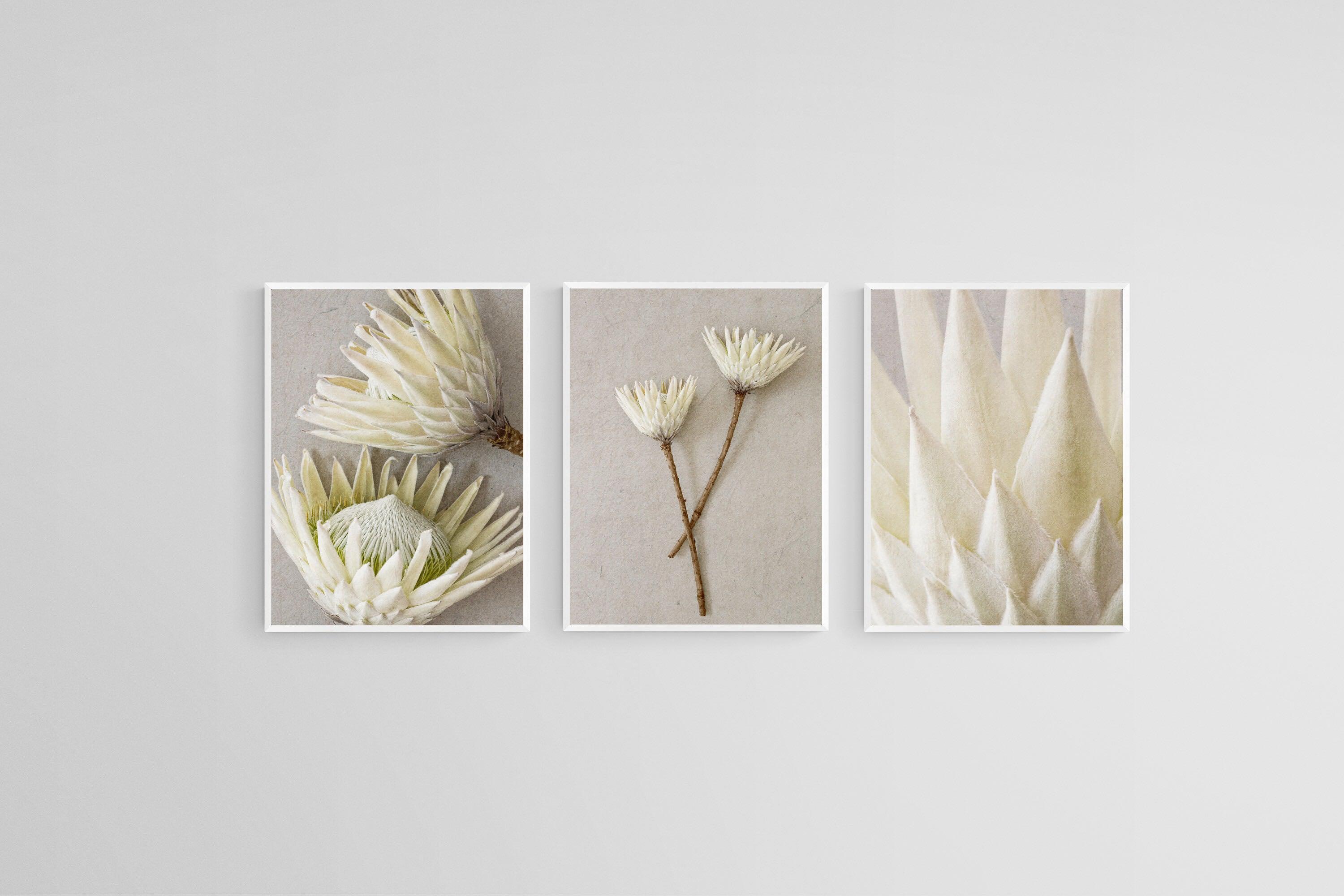 White King Proteas Set-Wall_Art-45 x 60cm (x3)-Mounted Canvas-White-Pixalot