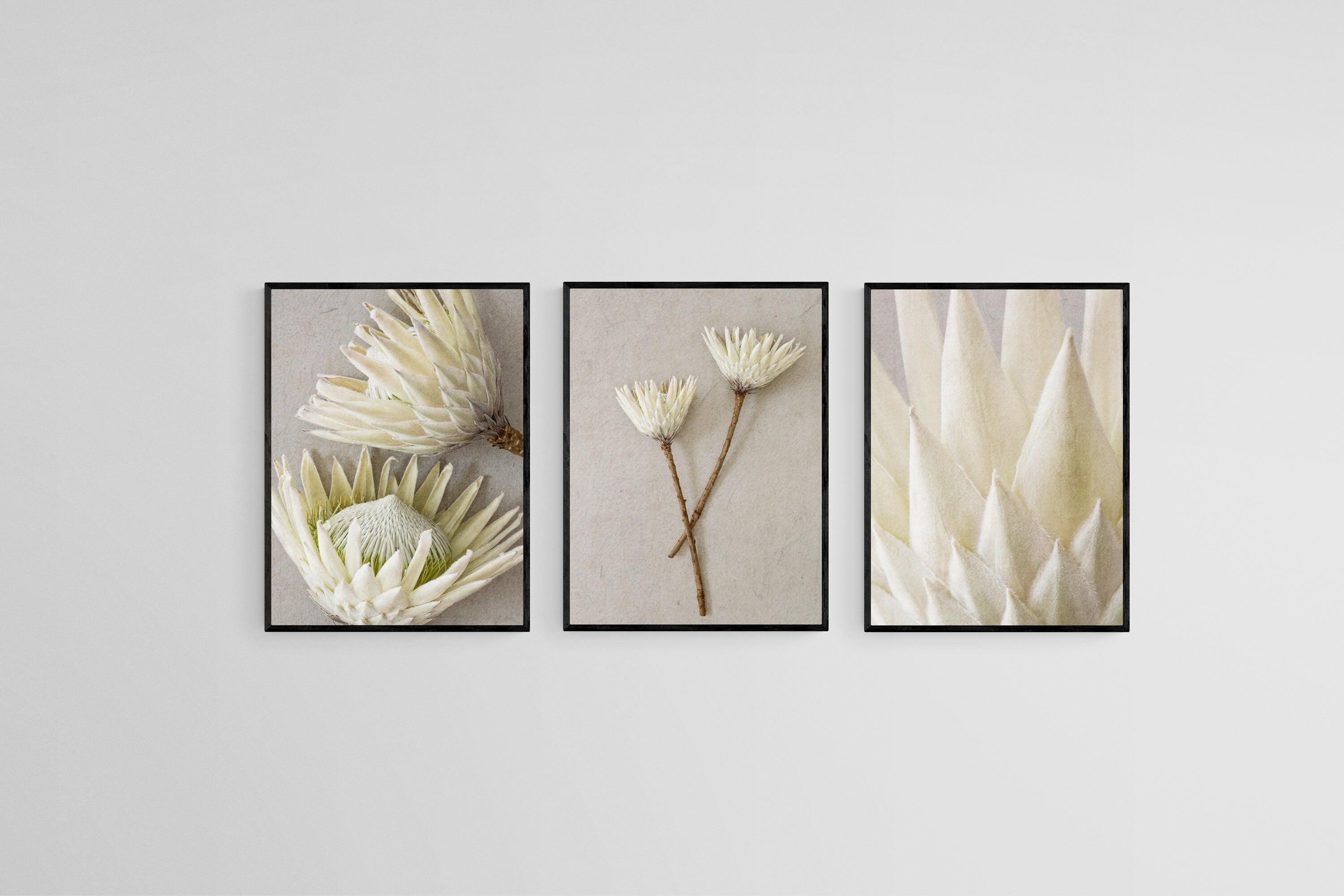 White King Proteas Set-Wall_Art-45 x 60cm (x3)-Mounted Canvas-Black-Pixalot