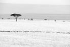 Wildebeest Migration-Wall_Art-Pixalot