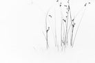 Winter Whispers-Wall_Art-Pixalot