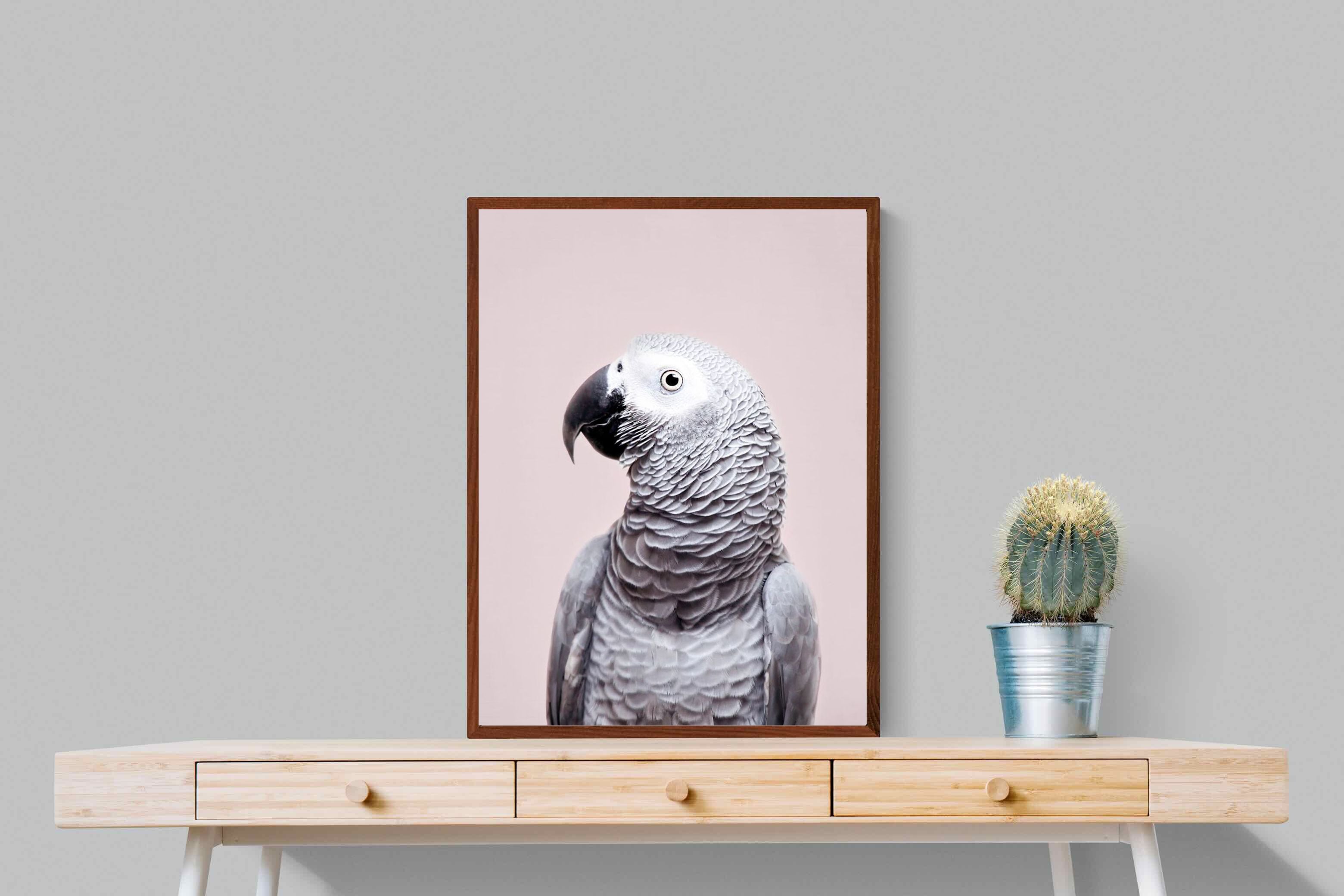 Pixalot African Grey