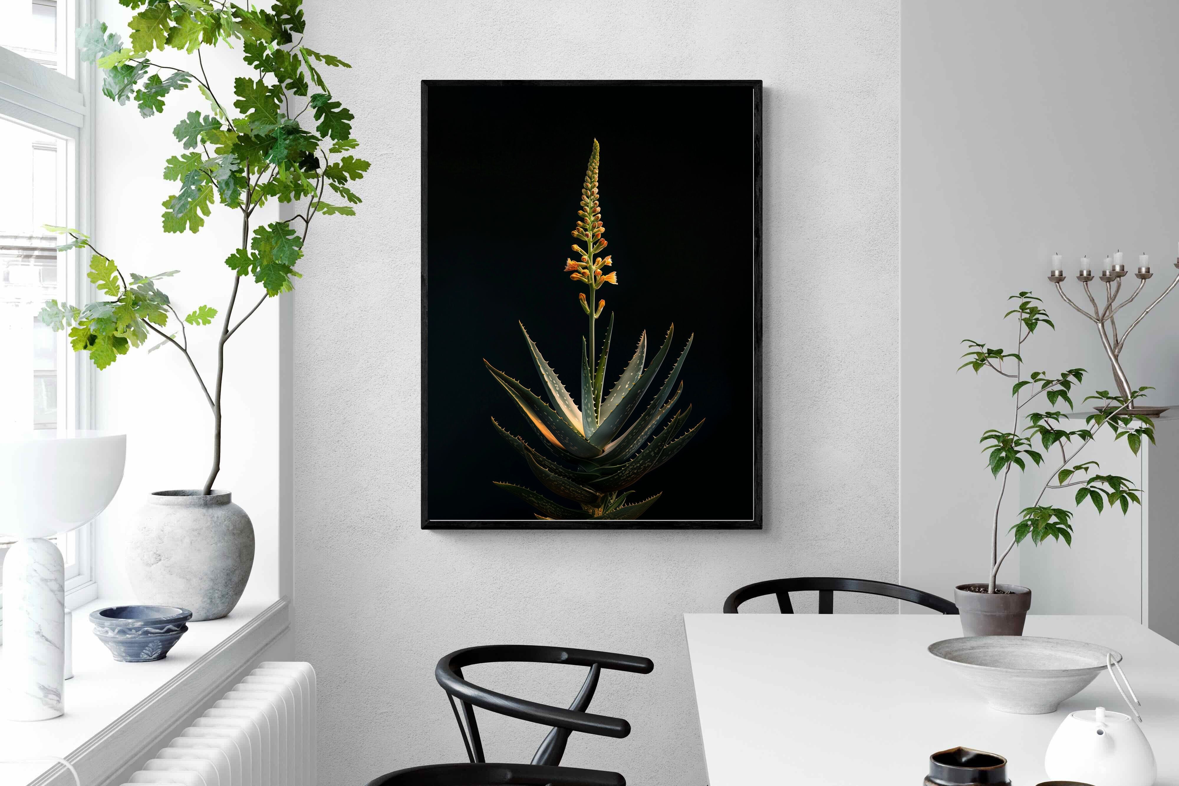 Pixalot Aloe Ascension