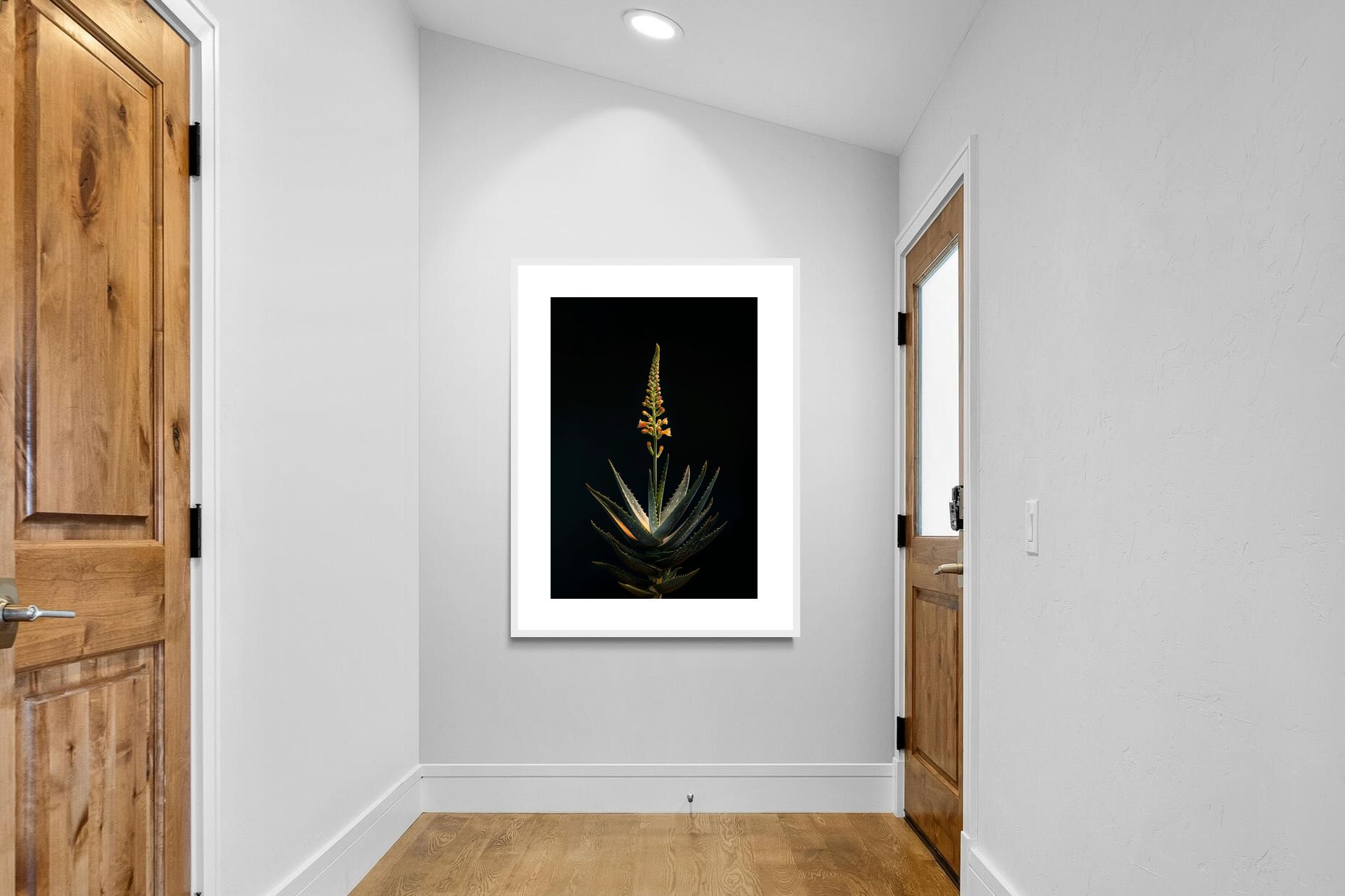 Pixalot Aloe Ascension