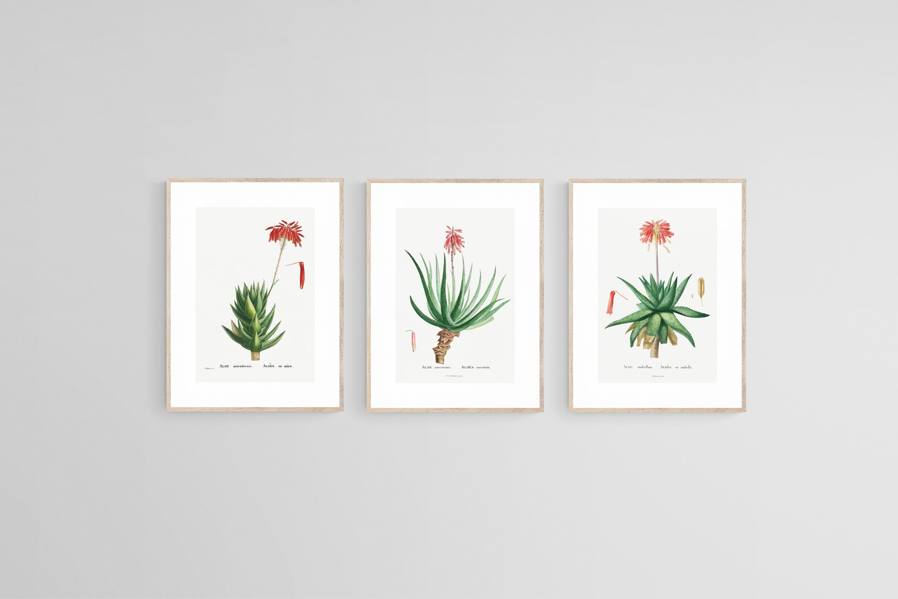 Aloe Illustration Set-Wall_Art-45 x 60cm (x3)-Framed Print-Wood-Pixalot