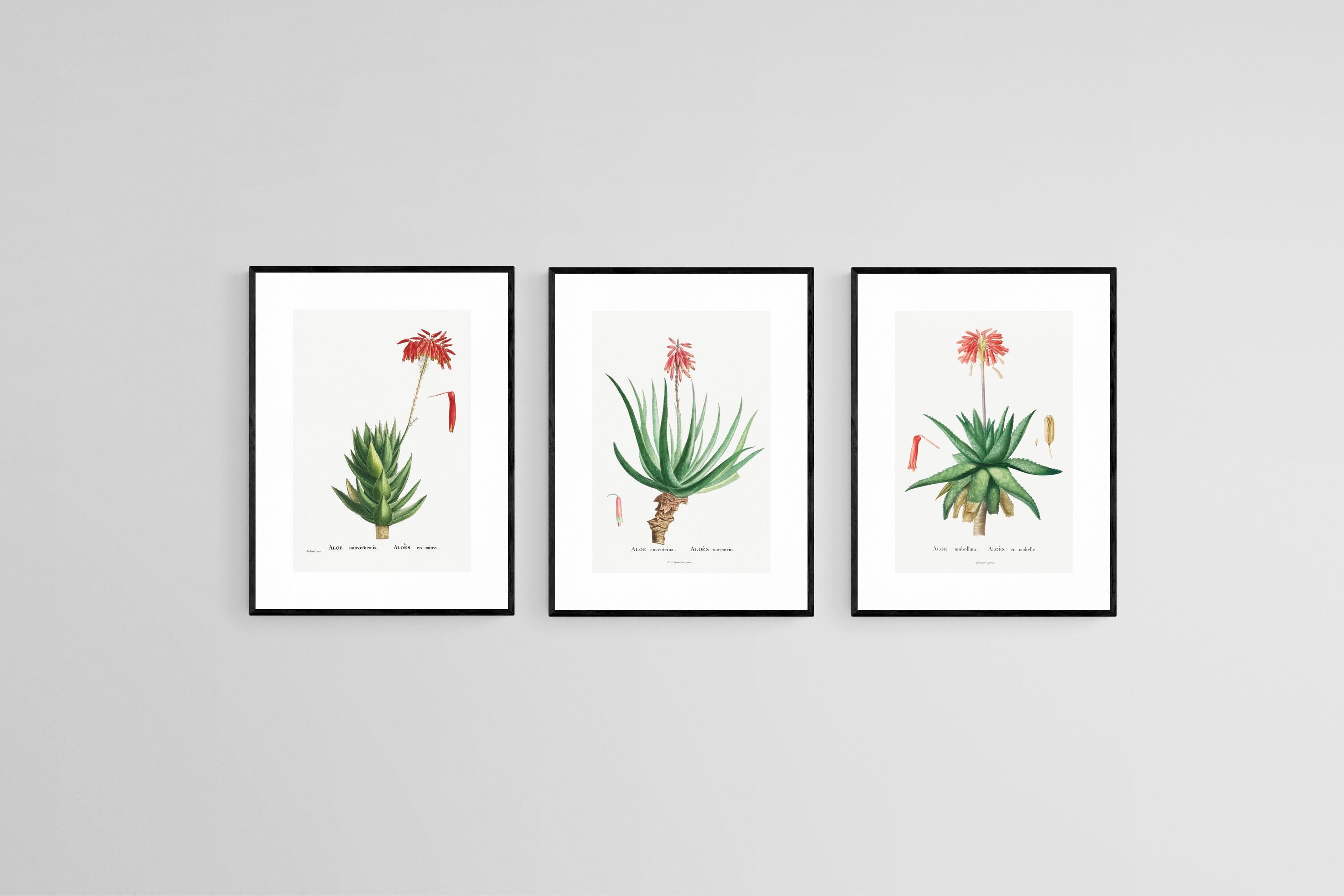 Aloe Illustration Set-Wall_Art-45 x 60cm (x3)-Framed Print-Black-Pixalot