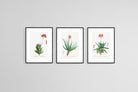 Aloe Illustration Set-Wall_Art-45 x 60cm (x3)-Framed Print-Black-Pixalot
