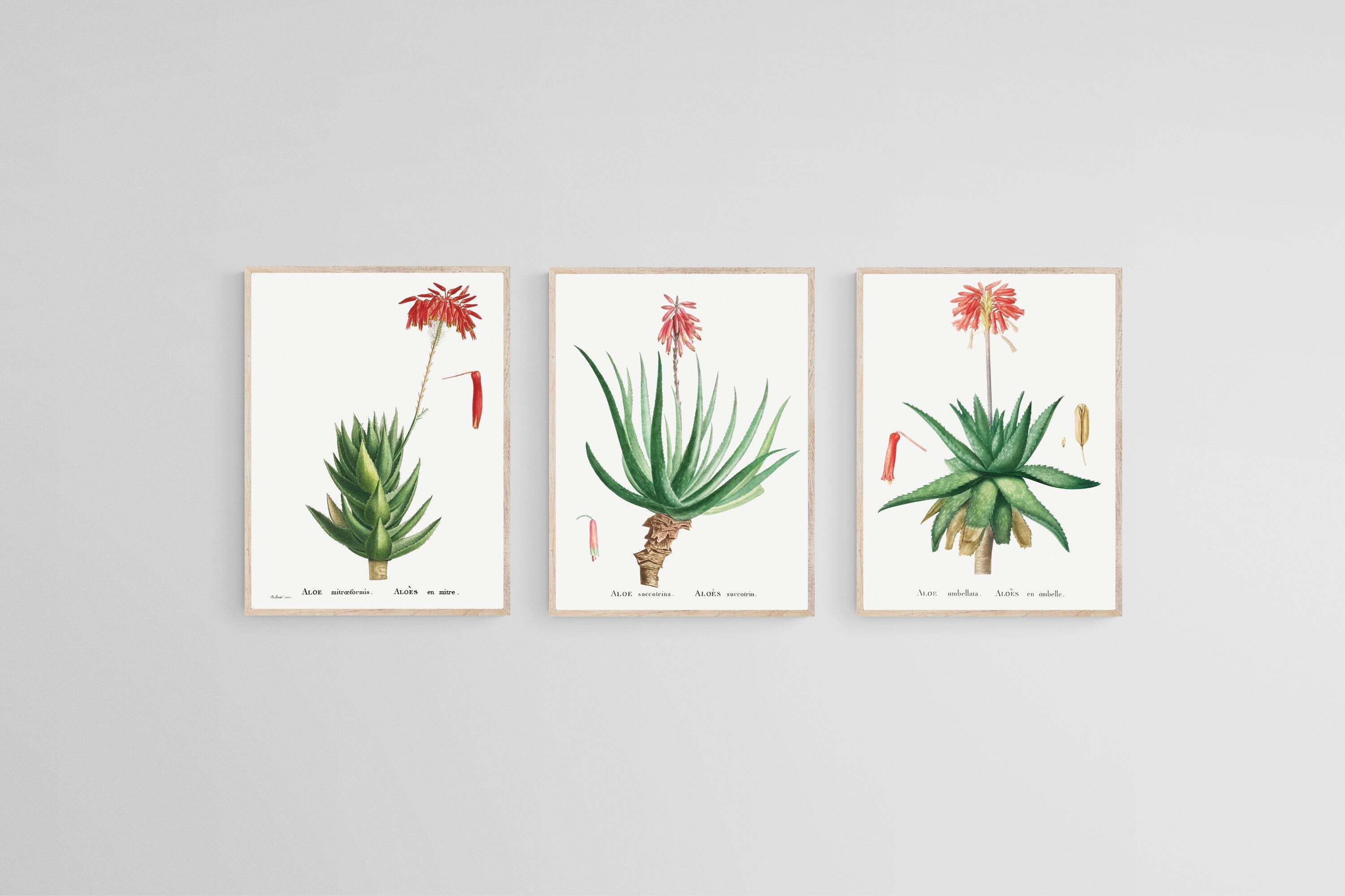 Aloe Illustration Set-Wall_Art-45 x 60cm (x3)-Mounted Canvas-Wood-Pixalot