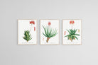 Aloe Illustration Set-Wall_Art-45 x 60cm (x3)-Mounted Canvas-Wood-Pixalot