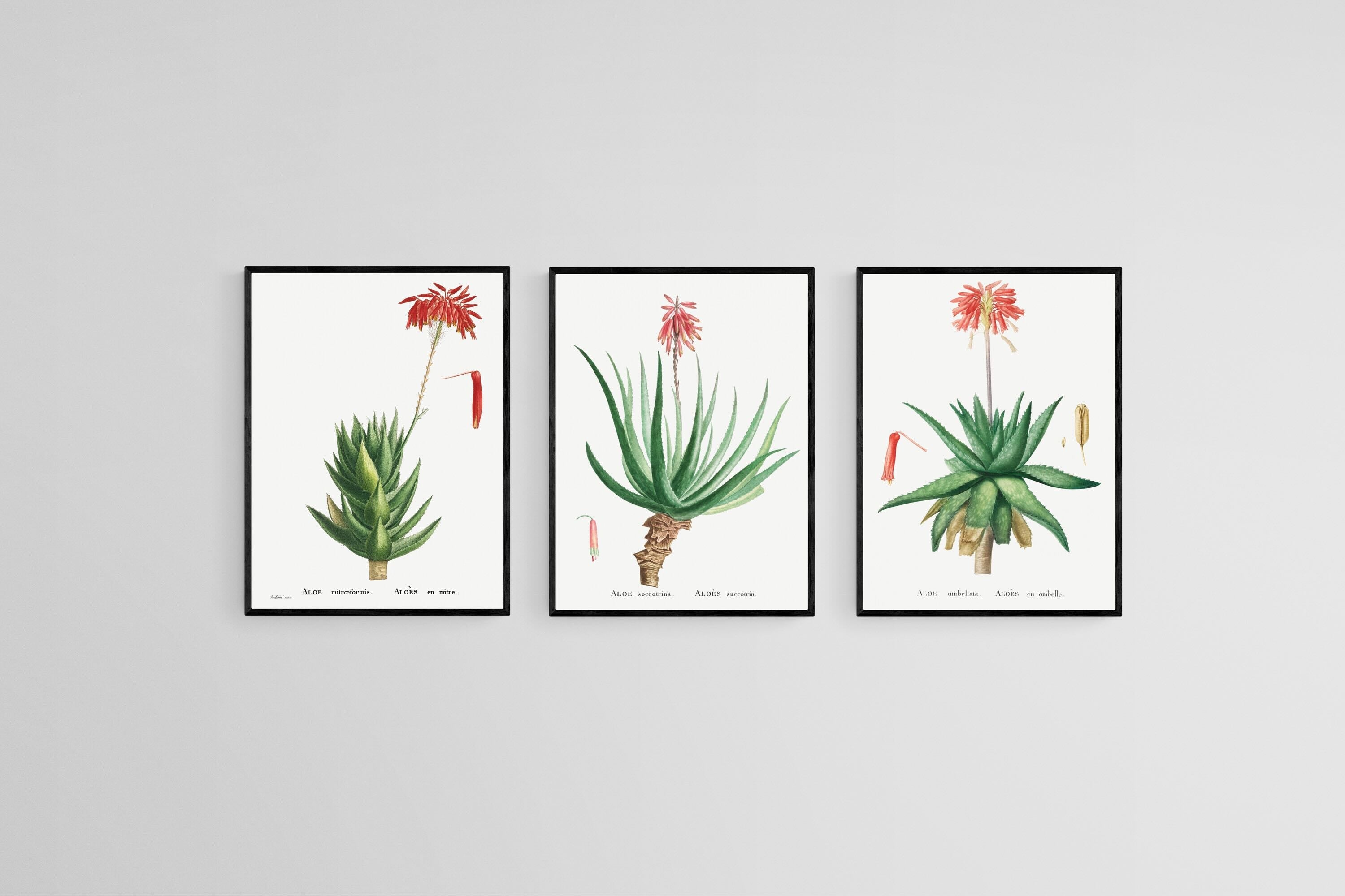 Aloe Illustration Set-Wall_Art-45 x 60cm (x3)-Mounted Canvas-Black-Pixalot