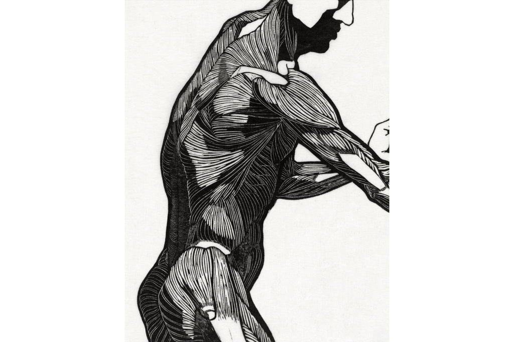 Anatomical Study