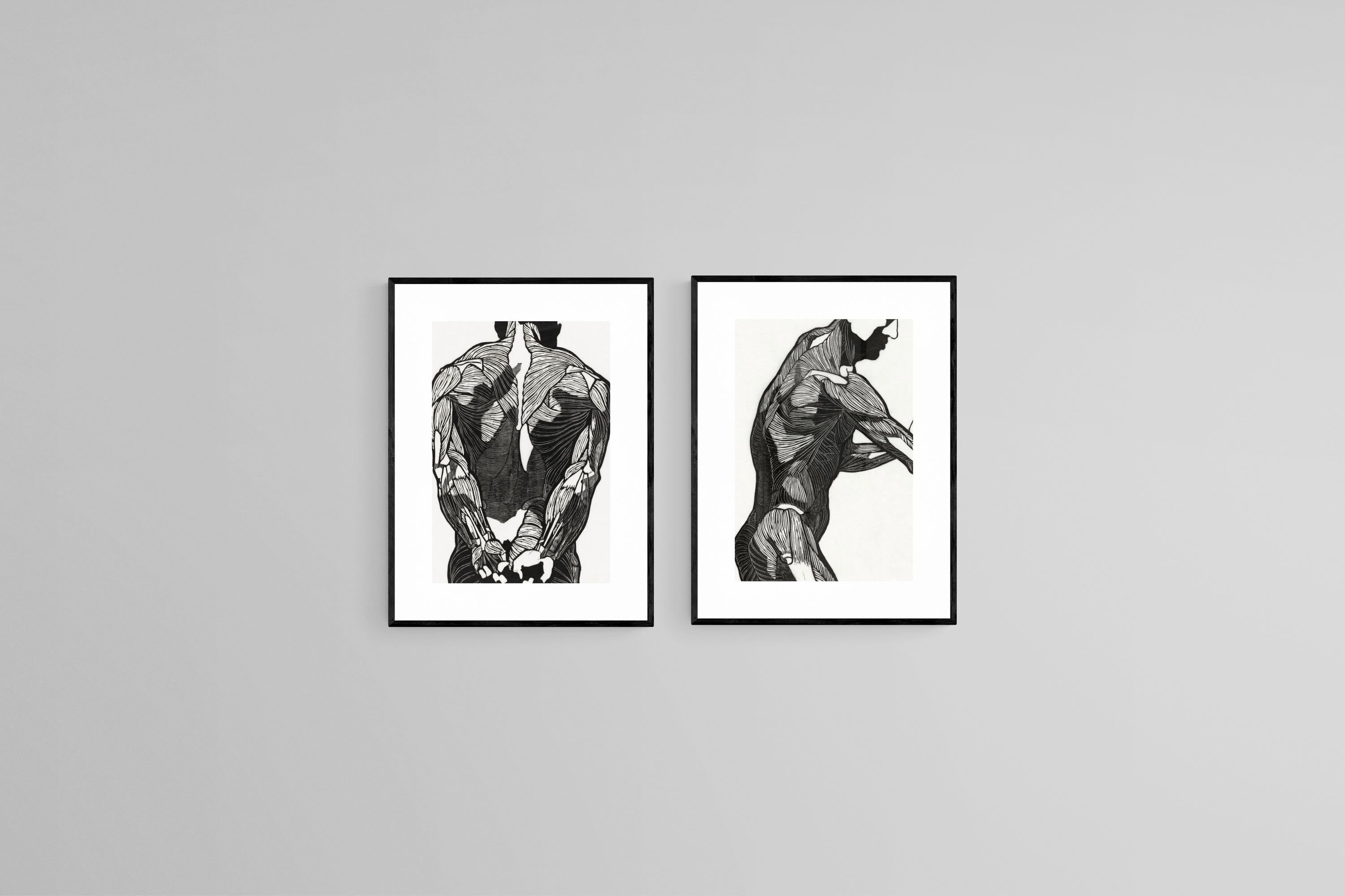 Anatomical Study Set