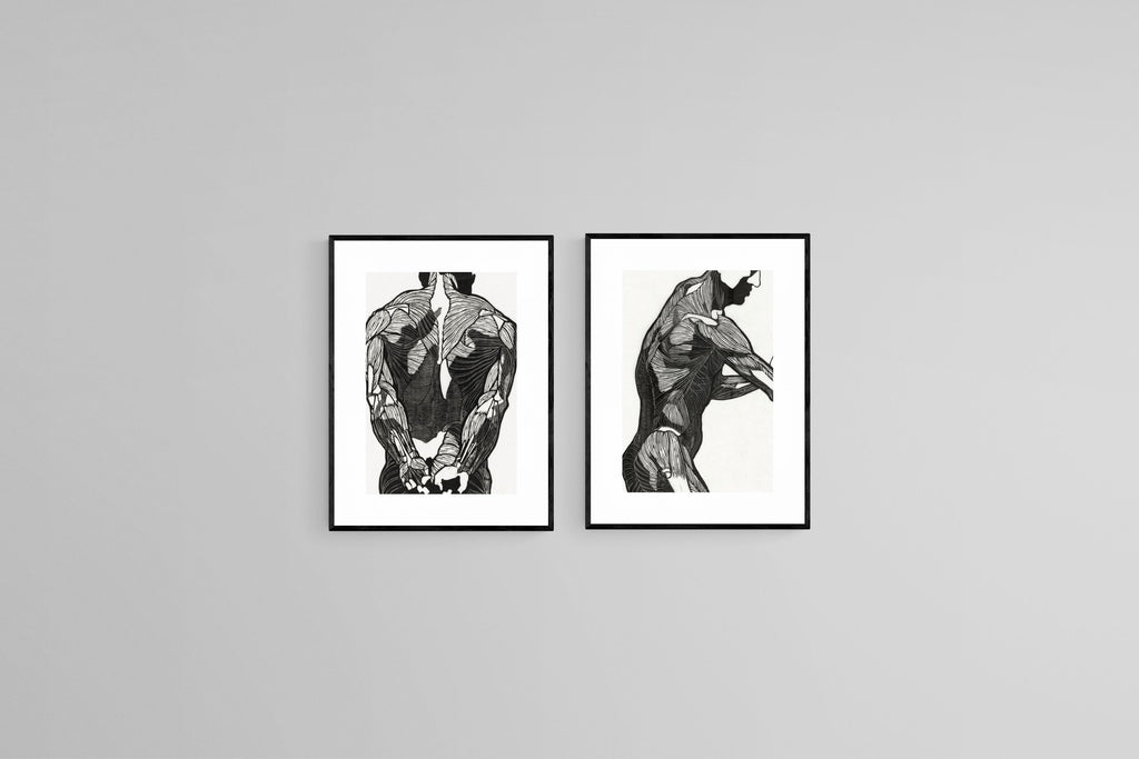 Anatomical Study Set