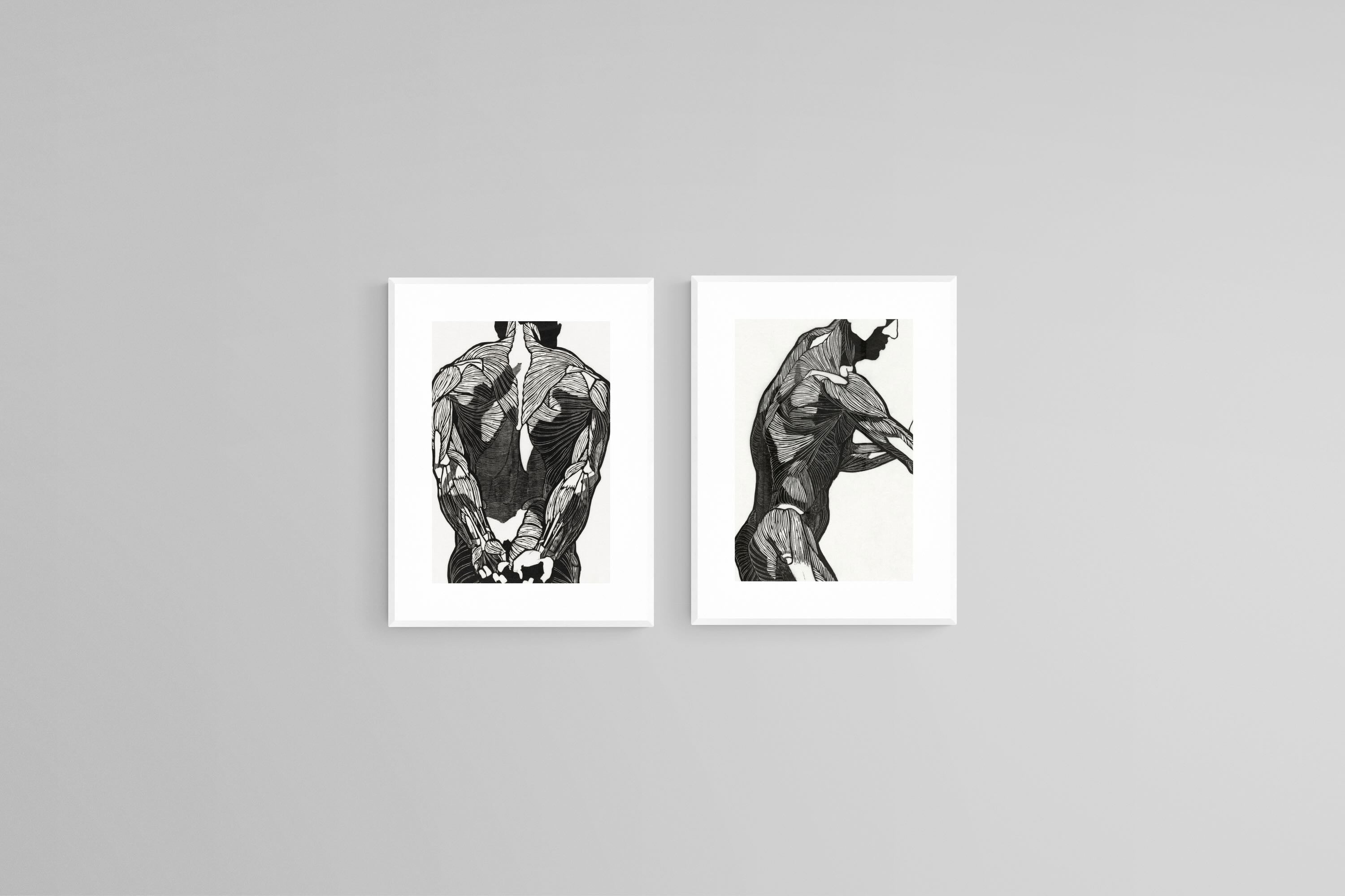 Anatomical Study Set