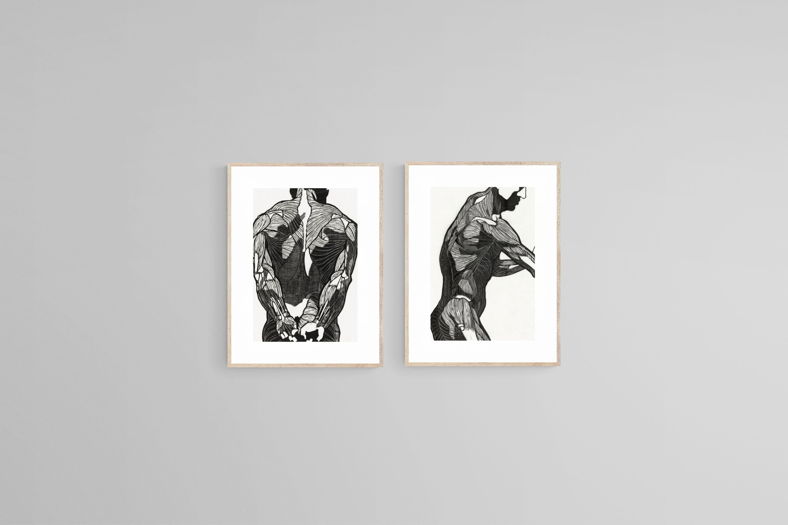 Anatomical Study Set