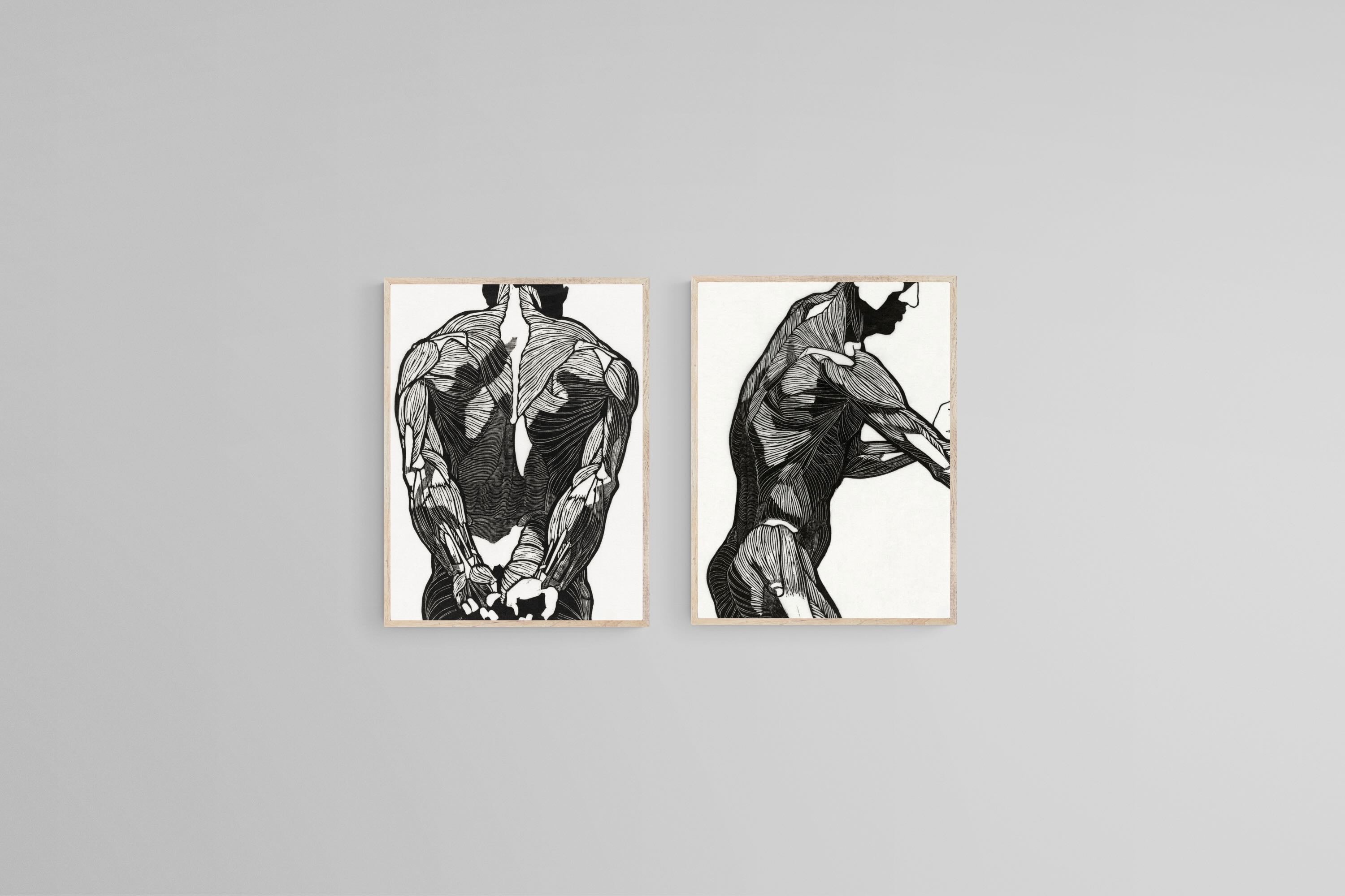 Anatomical Study Set